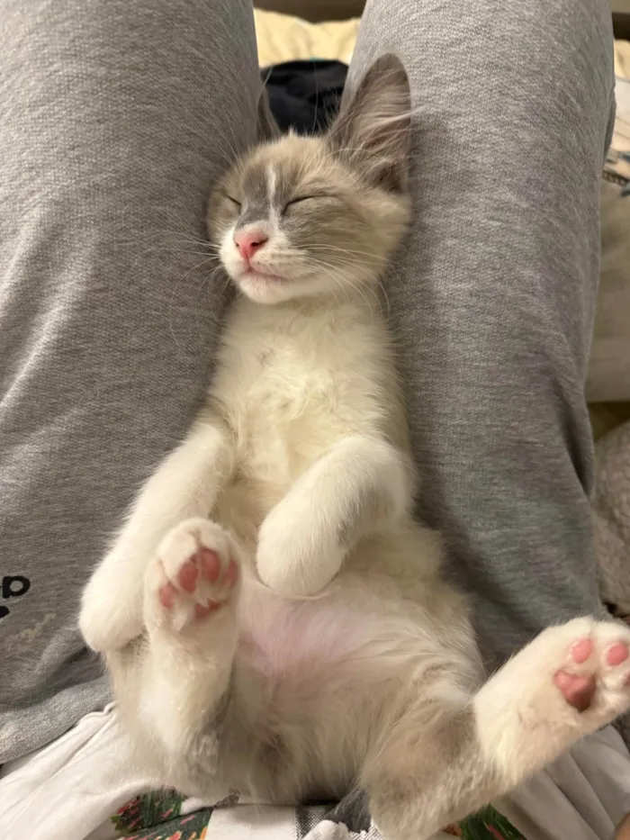 Gato ra a SRD-ViraLata idade 2 a 6 meses nome Francisco