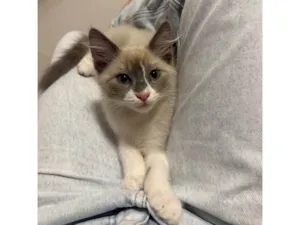 Gato raça SRD-ViraLata idade 2 a 6 meses nome Francisco