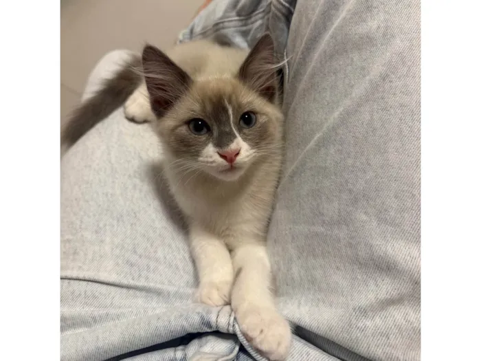 Gato ra a SRD-ViraLata idade 2 a 6 meses nome Francisco
