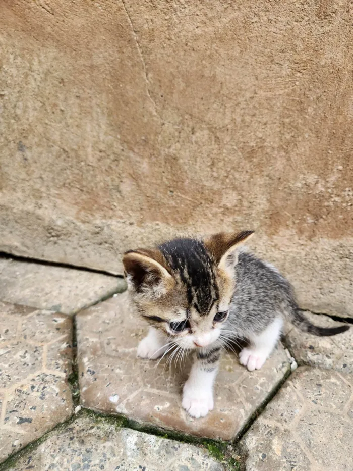 Gato ra a SRD-ViraLata idade Abaixo de 2 meses nome Sem nome