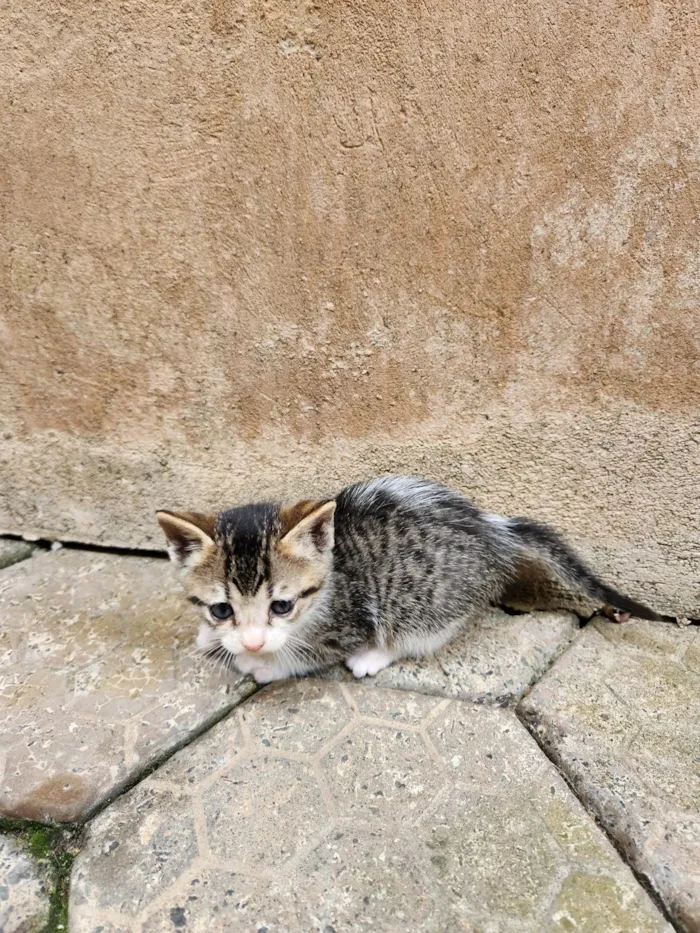 Gato ra a SRD-ViraLata idade Abaixo de 2 meses nome Sem nome