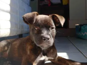 Cachorro raça SRD-ViraLata idade 2 a 6 meses nome Luke