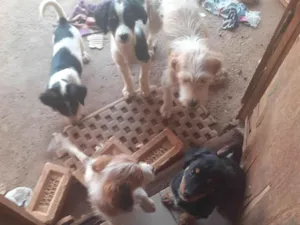 Cachorro raça SRD-ViraLata idade Abaixo de 2 meses nome Pandoro