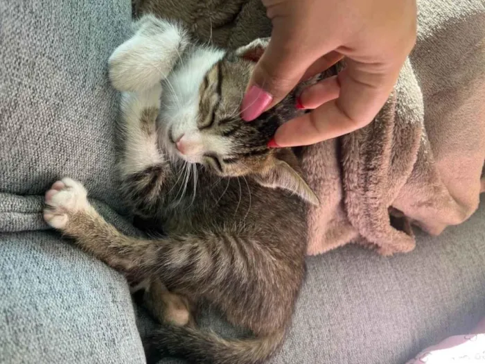 Gato ra a SRD-ViraLata idade 2 a 6 meses nome Caju