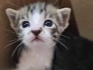 Gato raça SRD-ViraLata idade Abaixo de 2 meses nome Ninhada de catinhos