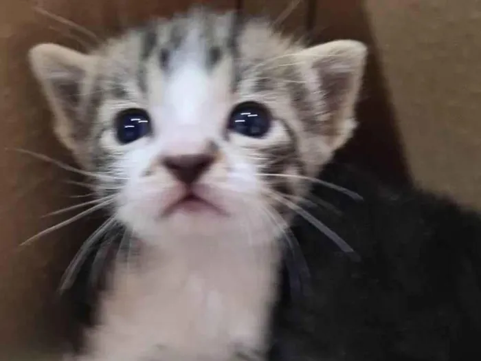 Gato ra a SRD-ViraLata idade Abaixo de 2 meses nome Ninhada de catinhos