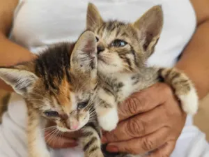 Gato raça SRD-ViraLata idade Abaixo de 2 meses nome Filhote fêmea e filhote macho
