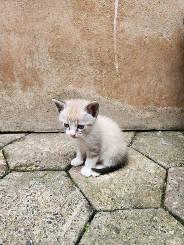 Gato ra a SRD-ViraLata idade Abaixo de 2 meses nome Sem nome