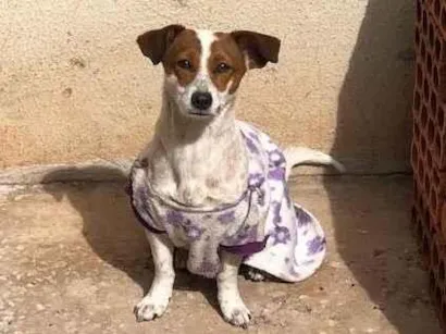 Cachorro raça SRD-ViraLata idade 5 anos nome Pipoca