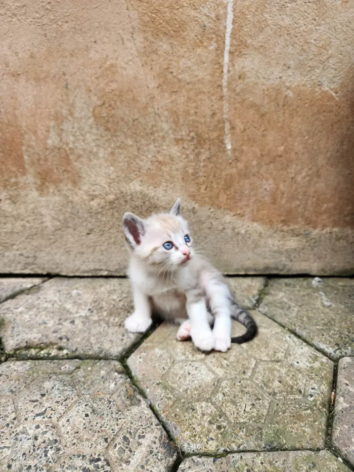 Gato ra a SRD-ViraLata idade Abaixo de 2 meses nome Sem nome