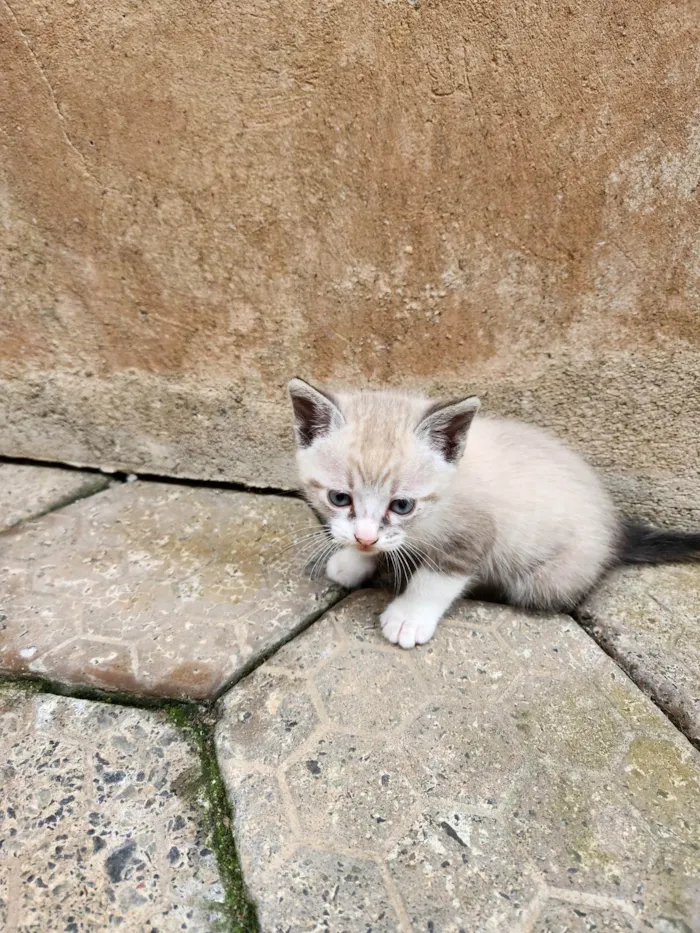 Gato ra a SRD-ViraLata idade Abaixo de 2 meses nome Sem nome