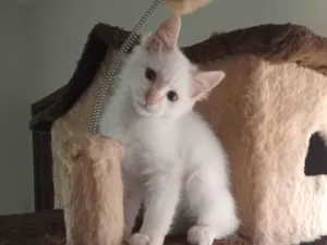 Gato raça SRD-ViraLata idade 2 a 6 meses nome CAIO CLARO