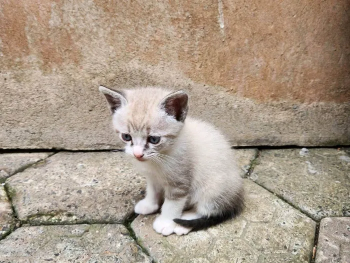 Gato ra a SRD-ViraLata idade Abaixo de 2 meses nome Sem nome