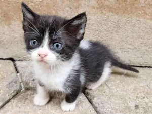 Gato raça SRD-ViraLata idade Abaixo de 2 meses nome Sem nome