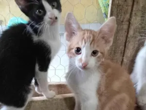 Gato raça SRD-ViraLata idade 2 a 6 meses nome CLAUDIO FRAJOLA