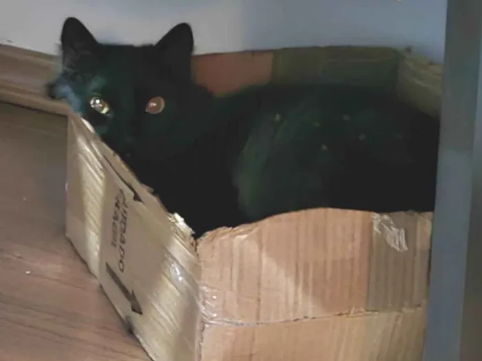 Gato ra a SRD-ViraLata idade 5 anos nome Tinho