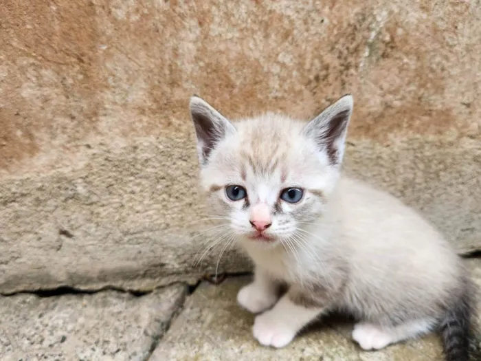 Gato ra a SRD-ViraLata idade Abaixo de 2 meses nome Sem nome