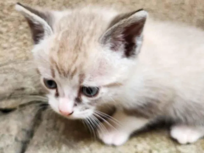 Gato ra a SRD-ViraLata idade Abaixo de 2 meses nome Sem nome