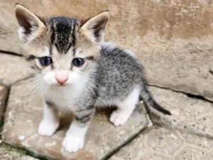 Gato raça SRD-ViraLata idade Abaixo de 2 meses nome Sem nome