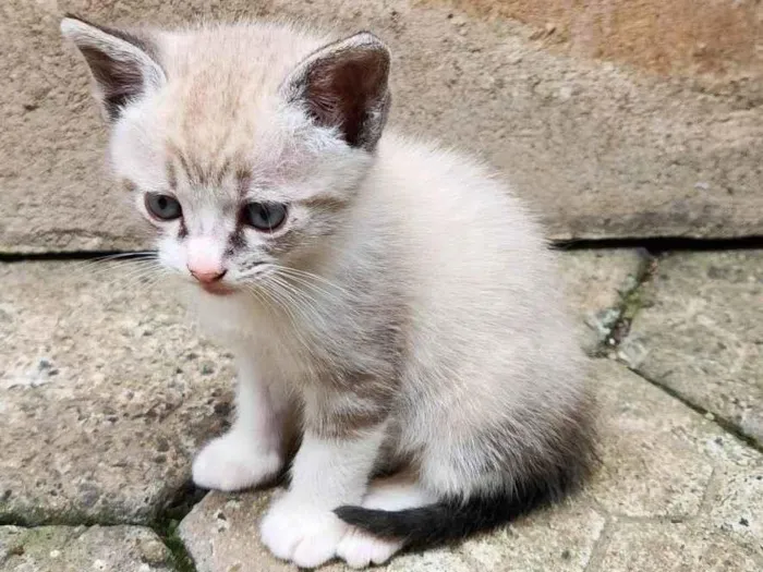 Gato ra a SRD-ViraLata idade Abaixo de 2 meses nome Sem nome