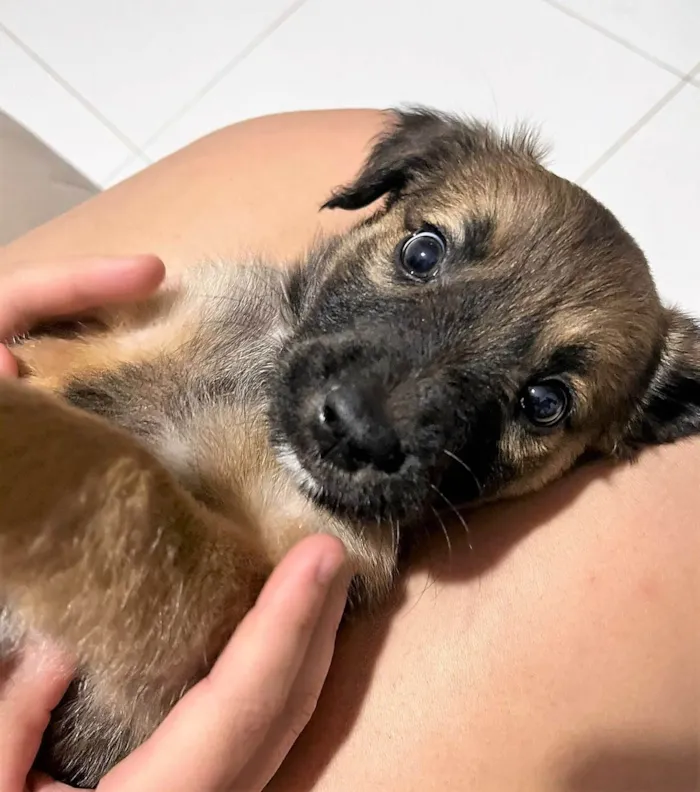 Cachorro ra a SRD-ViraLata idade 2 a 6 meses nome Torresminho