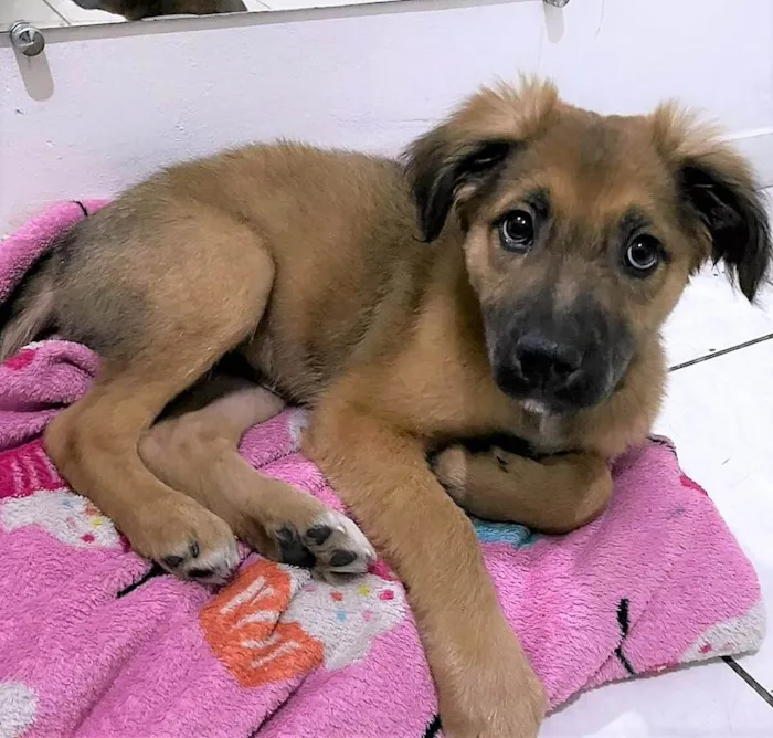 Cachorro ra a SRD-ViraLata idade 2 a 6 meses nome Torresminho