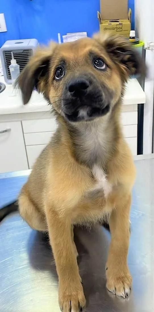 Cachorro ra a SRD-ViraLata idade 2 a 6 meses nome Torresminho