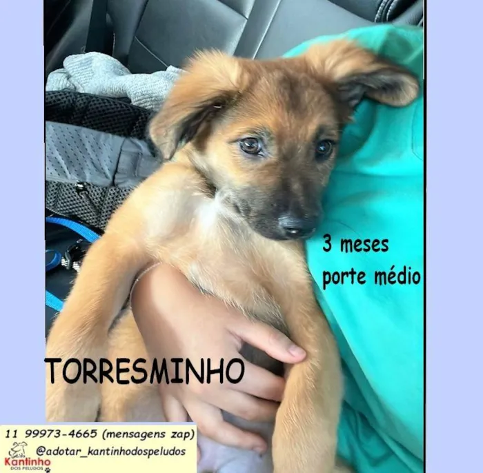 Cachorro ra a SRD-ViraLata idade 2 a 6 meses nome Torresminho