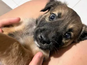 Cachorro raça SRD-ViraLata idade 2 a 6 meses nome Torresminho 