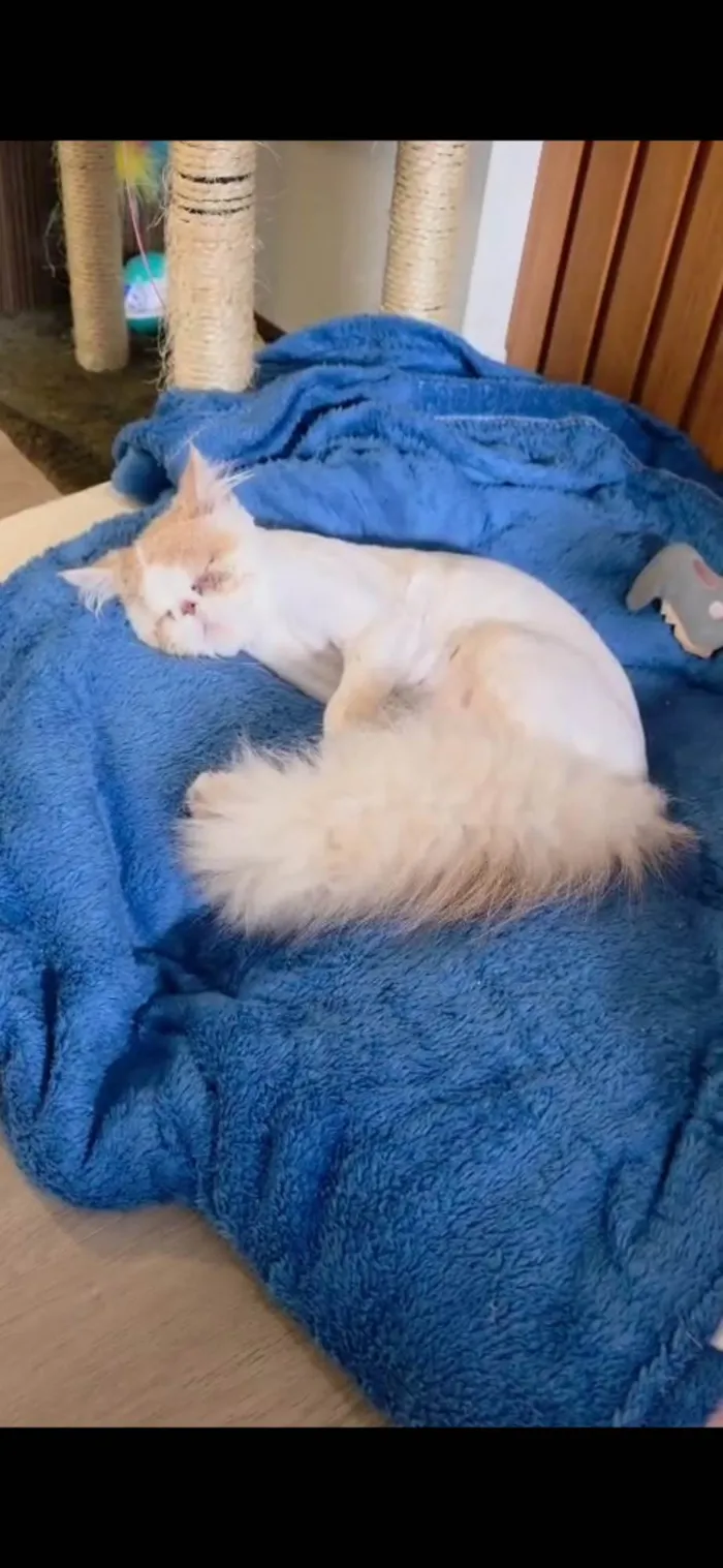 Gato ra a Persa idade 7 a 11 meses nome Morfheu