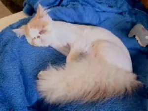 Gato raça Persa idade 7 a 11 meses nome Morfheu