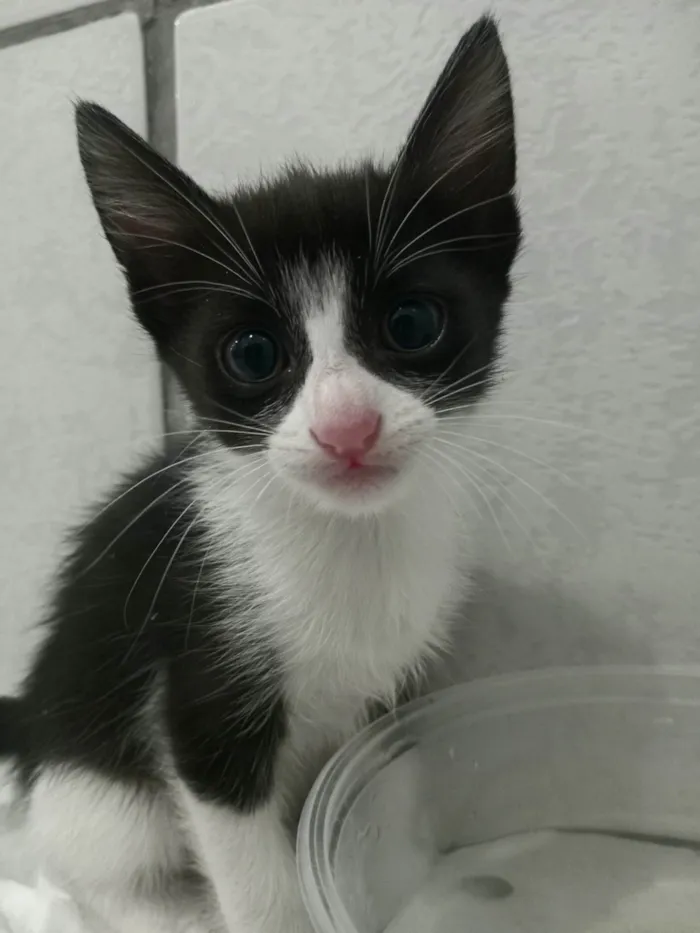 Gato ra a SRD-ViraLata idade 2 a 6 meses nome Theo