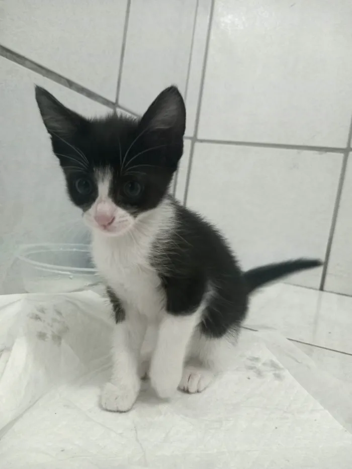 Gato ra a SRD-ViraLata idade 2 a 6 meses nome Theo