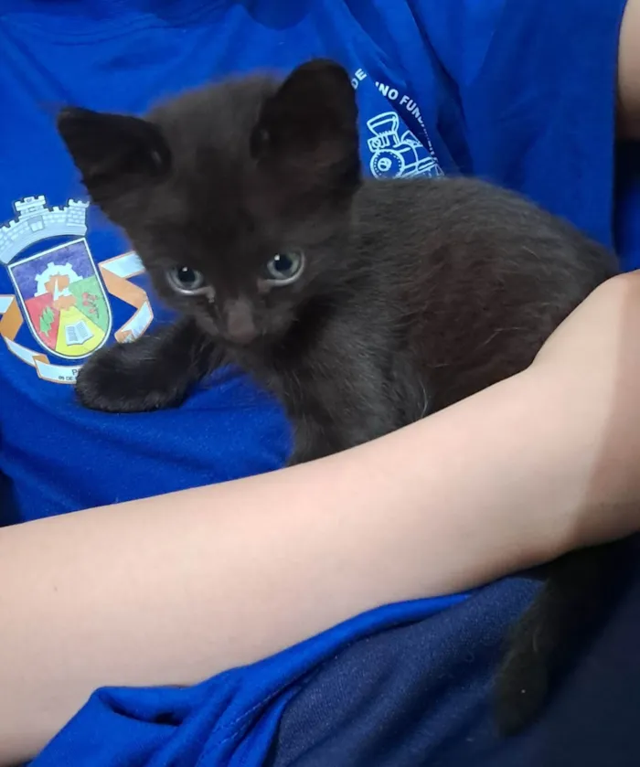 Gato ra a SRD-ViraLata idade 2 a 6 meses nome Sem nomes ainda