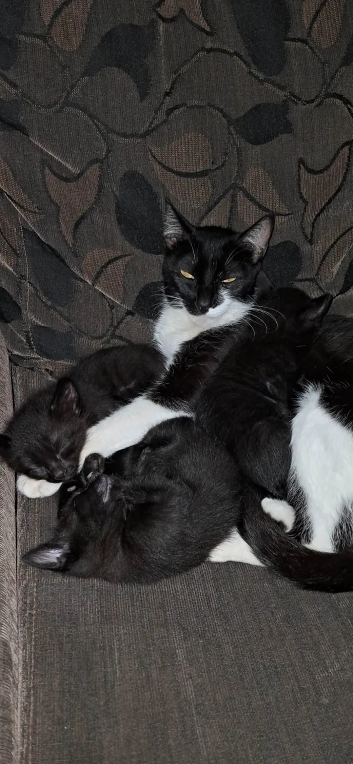 Gato ra a SRD-ViraLata idade 2 a 6 meses nome Sem nomes ainda