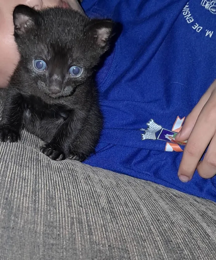 Gato ra a SRD-ViraLata idade 2 a 6 meses nome Sem nomes ainda