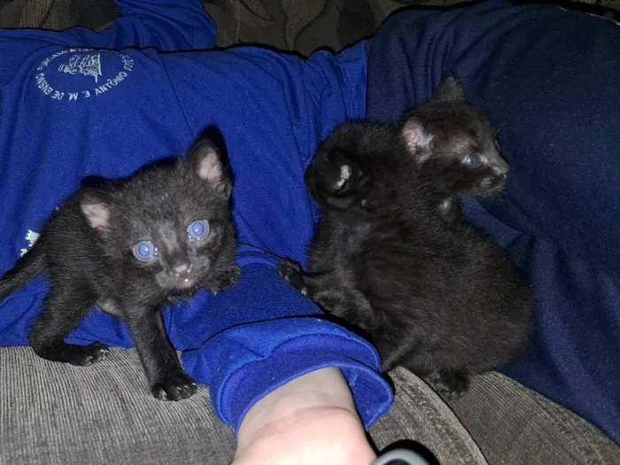 Gato ra a SRD-ViraLata idade 2 a 6 meses nome Sem nomes ainda