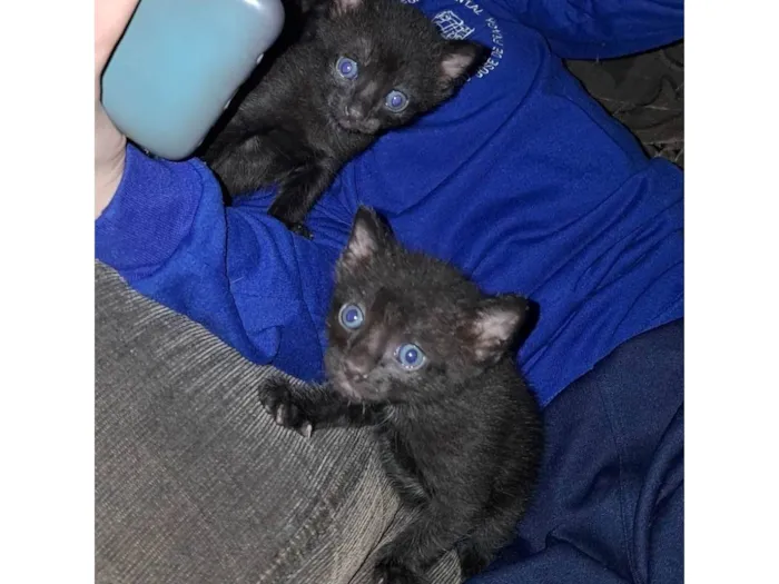 Gato ra a SRD-ViraLata idade 2 a 6 meses nome Sem nomes ainda