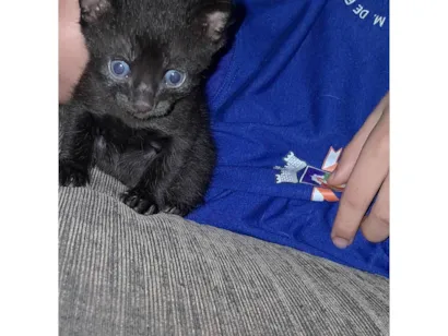 Gato raça SRD-ViraLata idade 2 a 6 meses nome Sem nomes ainda