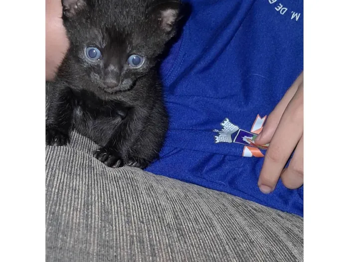 Gato ra a SRD-ViraLata idade 2 a 6 meses nome Sem nomes ainda