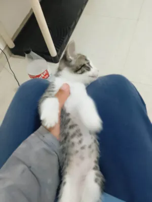 Gato raça SRD-ViraLata idade Abaixo de 2 meses nome Não tem ainda 