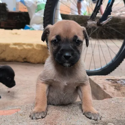 Cachorro raça Pit-Bull idade Abaixo de 2 meses nome Nenhum nome