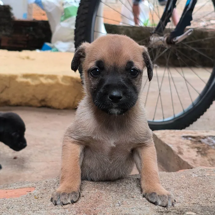 Cachorro ra a Pit-Bull idade Abaixo de 2 meses nome Nenhum nome