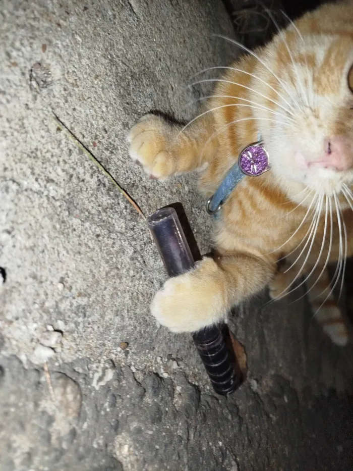 Gato ra a SRD-ViraLata idade 3 anos nome Não sei