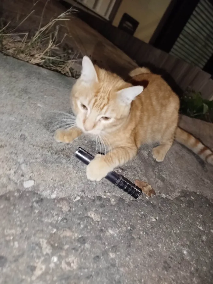 Gato ra a SRD-ViraLata idade 3 anos nome Não sei