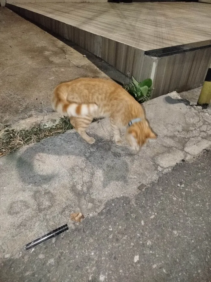 Gato ra a SRD-ViraLata idade 3 anos nome Não sei
