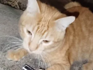 Gato raça SRD-ViraLata idade 3 anos nome Não sei