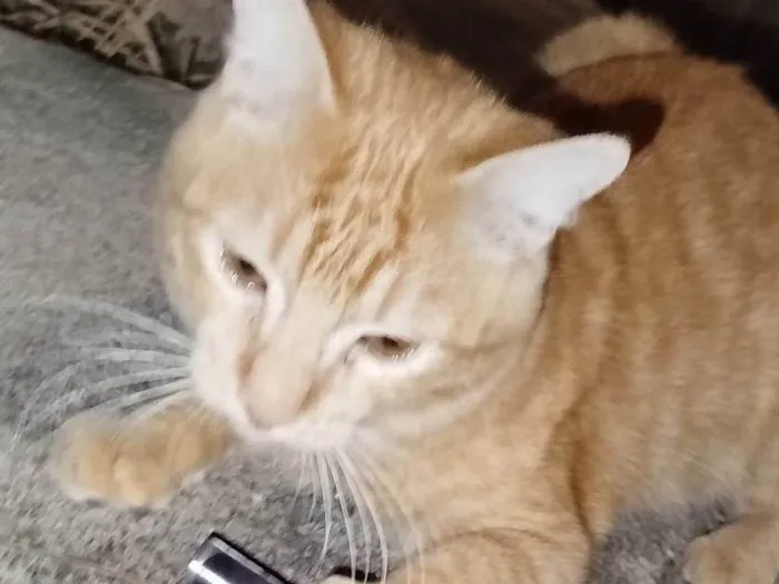 Gato ra a SRD-ViraLata idade 3 anos nome Não sei