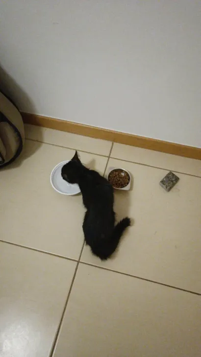 Gato raça SRD-ViraLata idade 2 a 6 meses nome nao sei