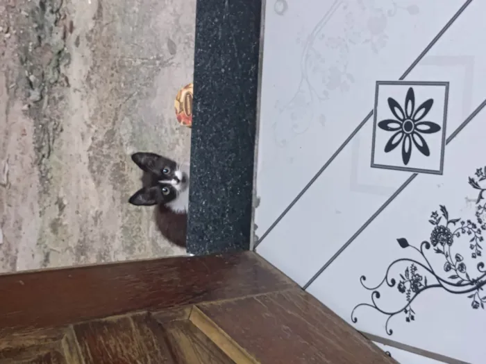 Gato ra a SRD-ViraLata idade 2 a 6 meses nome Ainda sem nome